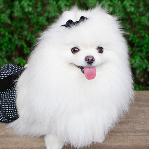 pomeranian classic dog cut