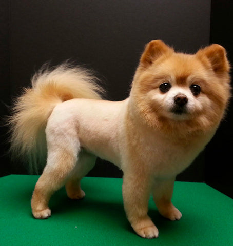 pomeranian lion cut