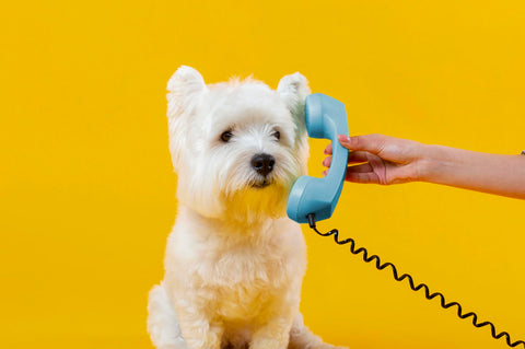 promoting dog grooming business