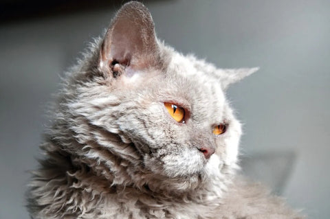 A Cat With Curly Hair