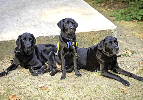 three generations of service dogs, background, service