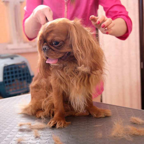 trimming dog with wahl, spaniel
