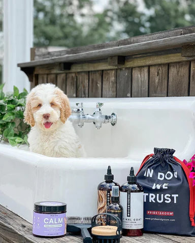 Brushing and Goldendoodle