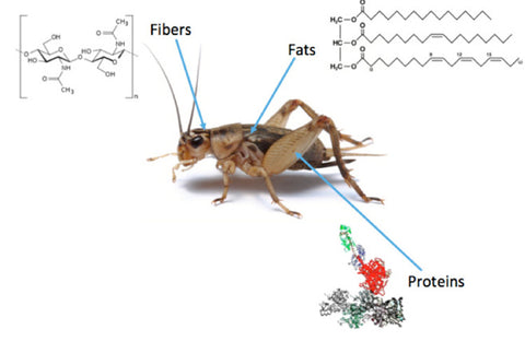 yak as Jiminy Crickets!- New Protein Alternatives for Pets   .jpg