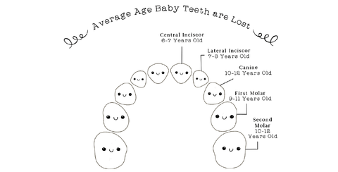 Average Age Baby Teeth Are Lost Baby Tooth Chart by 20 Moments of Tooth