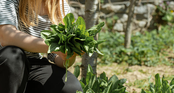 woman picks lettuce leaves vegetable ksb greenhouse garden