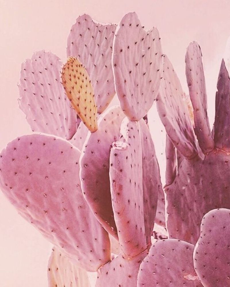 pink succulents.jpg