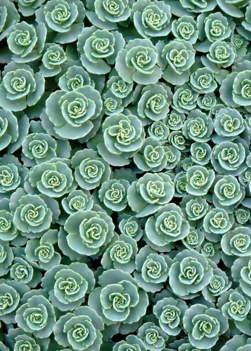 somanysucculents.jpg