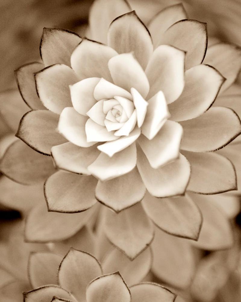 white succulentjpg