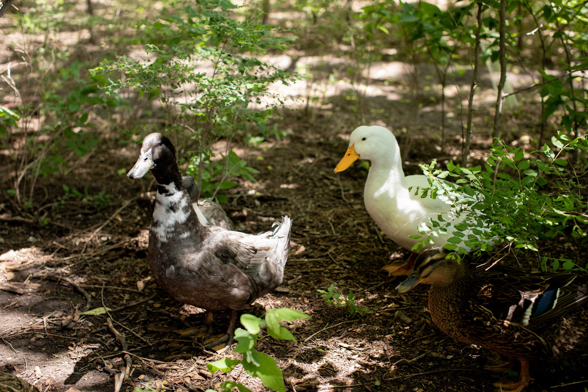 ducks at a peony farm 