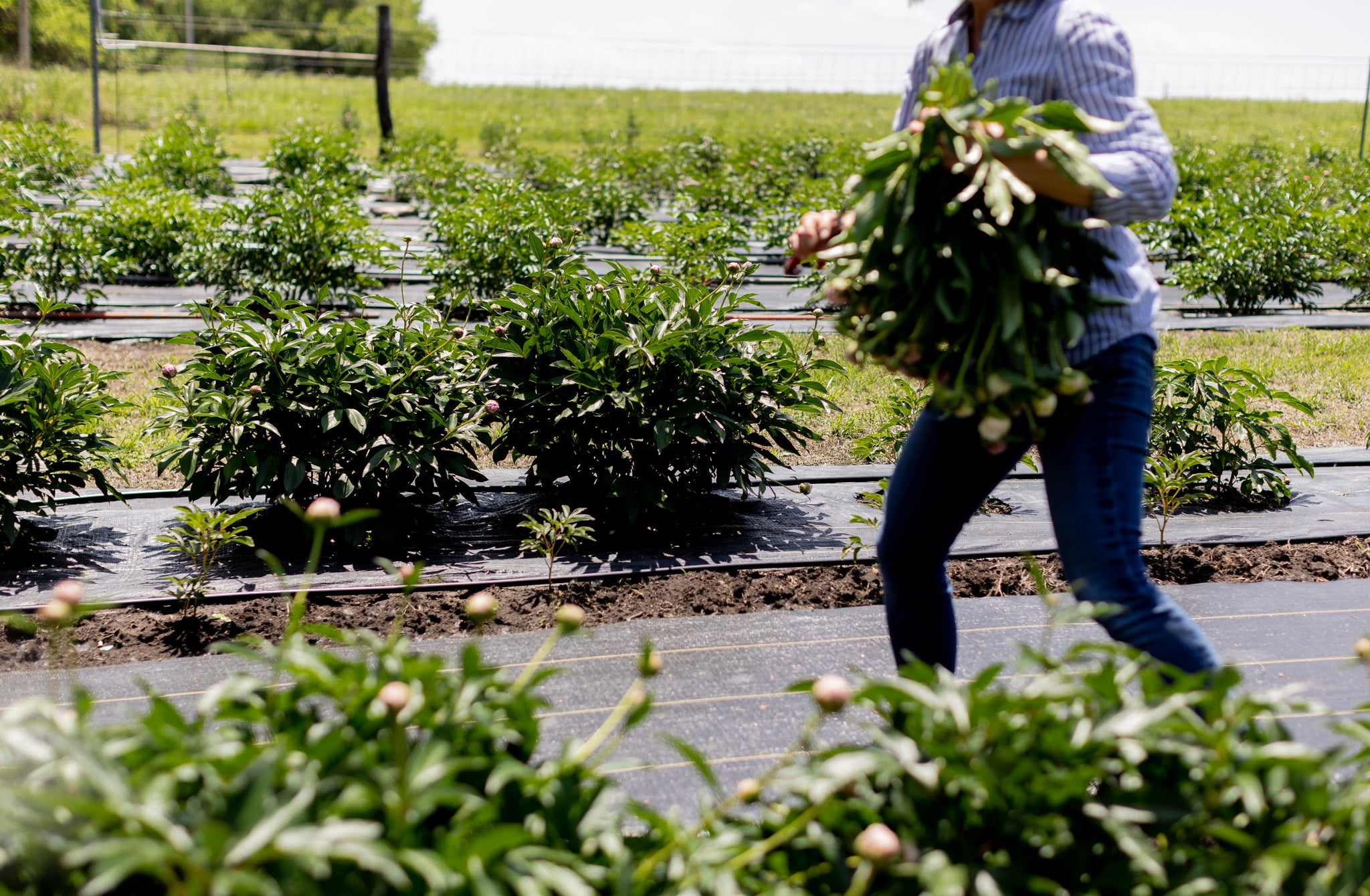 peony farmer, julie pal, holding cut stems