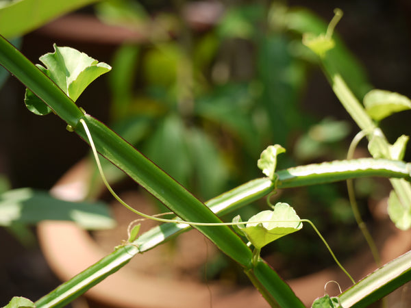 Hadjod Plant - For Healthy Bones - Merlion Naturals