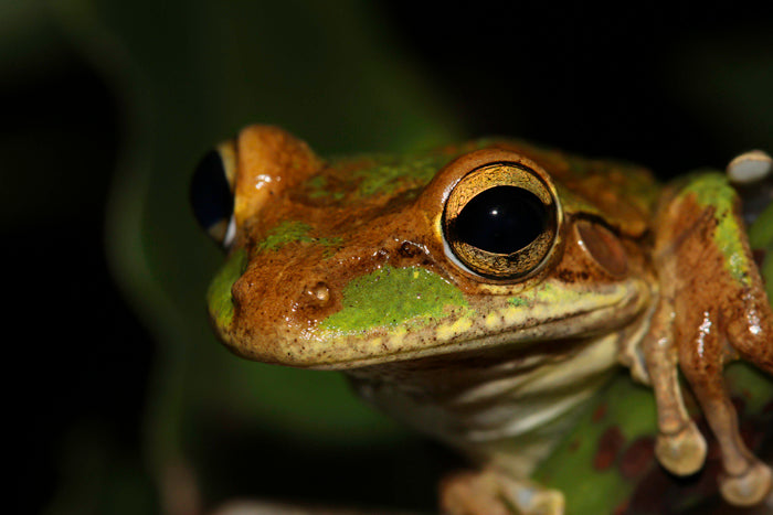 Cuban treefrog (Osteopilus septentrionalis)