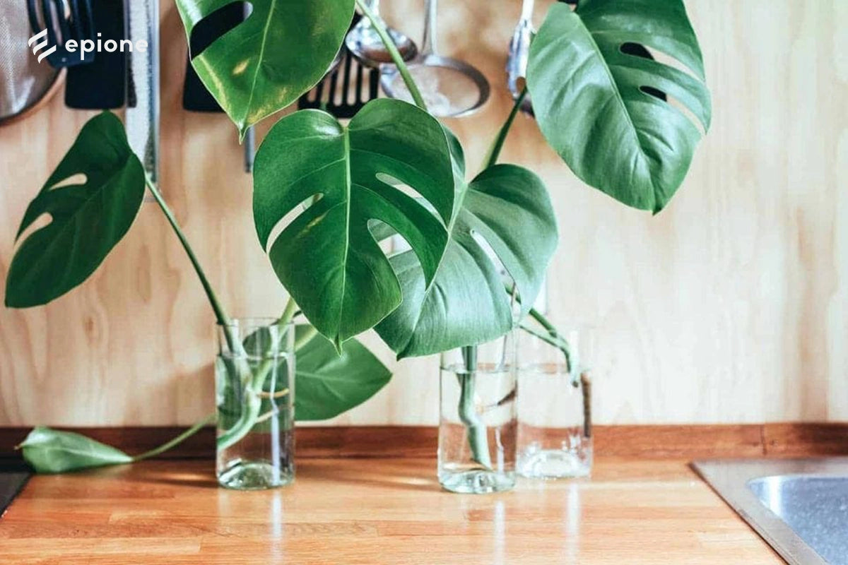 Cây Monstera trong góc làm việc