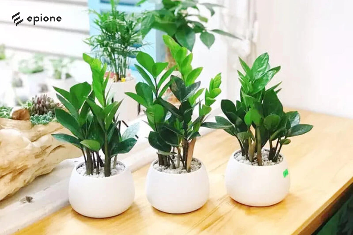 Cây kim tiền trong góc setup