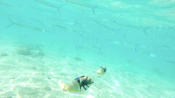 fish under water. Photo by: Misa Hamamoto