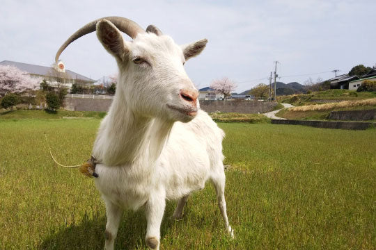 兵庫県あわじ市より産地直送の玉ねぎ