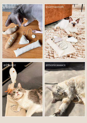 Photos de chats avec des jouets Bloire