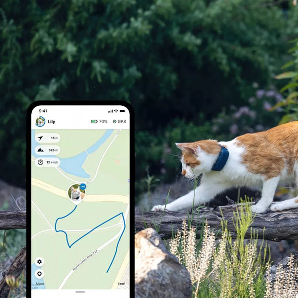 Traqueur GPS de chat