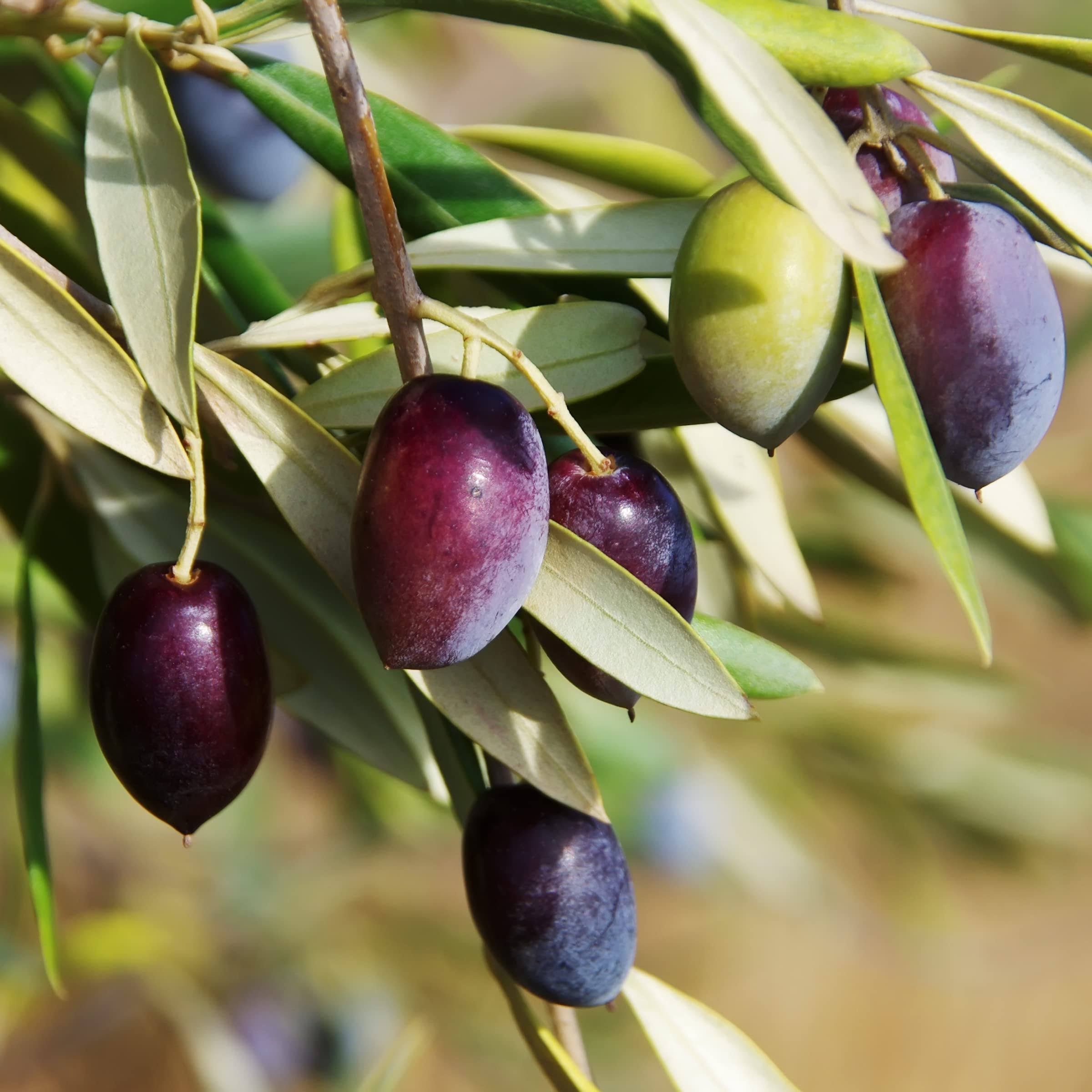 1 gal. Olive Tree in Grower Container (1-Piece)
