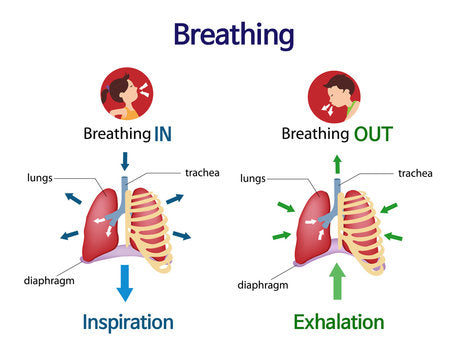 breathing for lung recovery