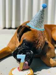 Dog having a birthday party