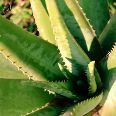 Aloe Vera leaf