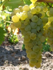 closeup of the Catarratto grape growing on the vine