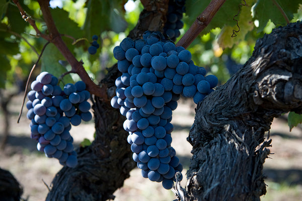 red grapes of Nerello Mascalese in the farm