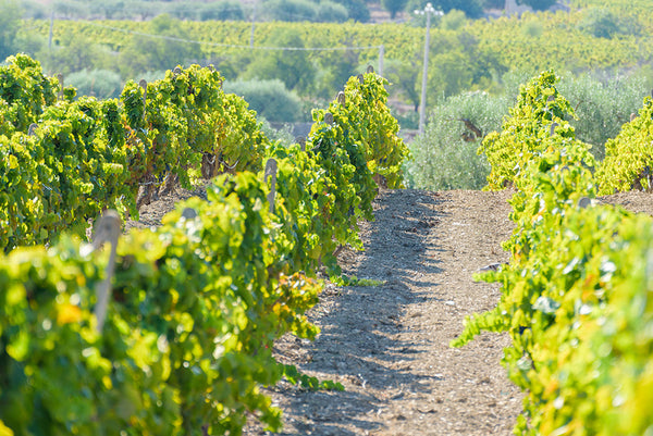 wine vineyards of Nero D'Avola grapes in the south eastern Sicily countryside