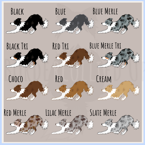 border collie color option