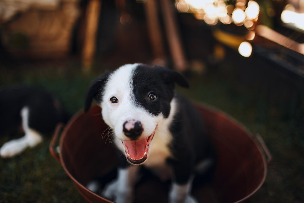 Preparing Your Home for a Border Collie Puppy – Bordercollied Up