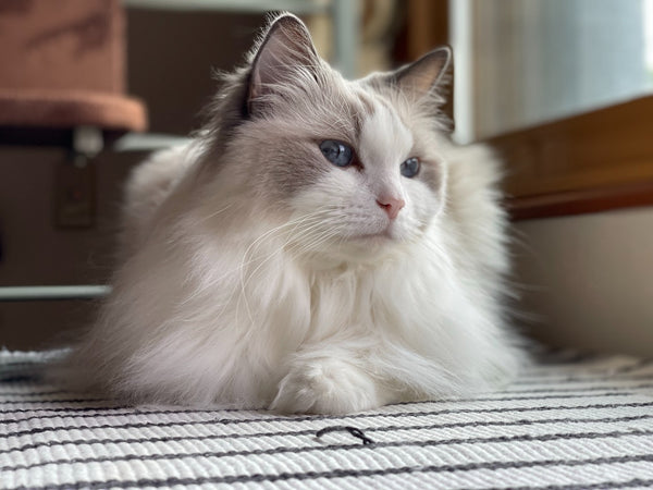 ragdoll siberian cat massaging benefit