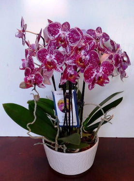 Purple Orchid Set Sit A White Planter.jpg__PID:398feecc-bc64-4265-b688-2161449e183d