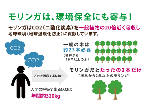 モリンガ茶 効果　モリンガ 育て方　モリンガ 副作用　モリンガパウダー　モリンガ茶　モリンガ 効果　モリンガ 白髪　モリンガクレンズ　モリンガ　モリンガ蒸し　オーガニックモリンガ　フェアトレード　サスティナブル　Girls, be Ambitious イロコスモリンガ　フィリピン産モリンガ