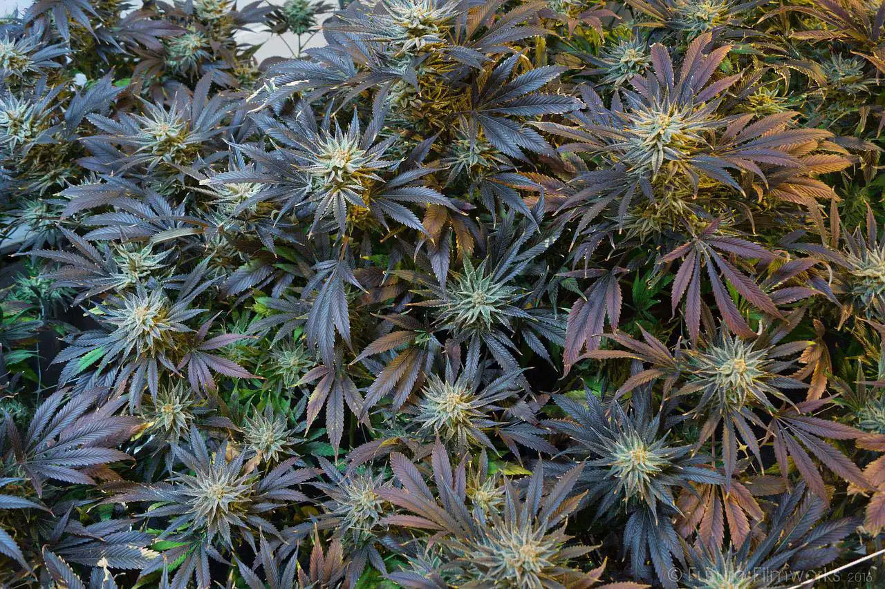 Cannabis indica plant