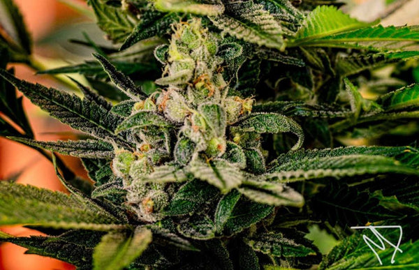Cannabis hybrid plant