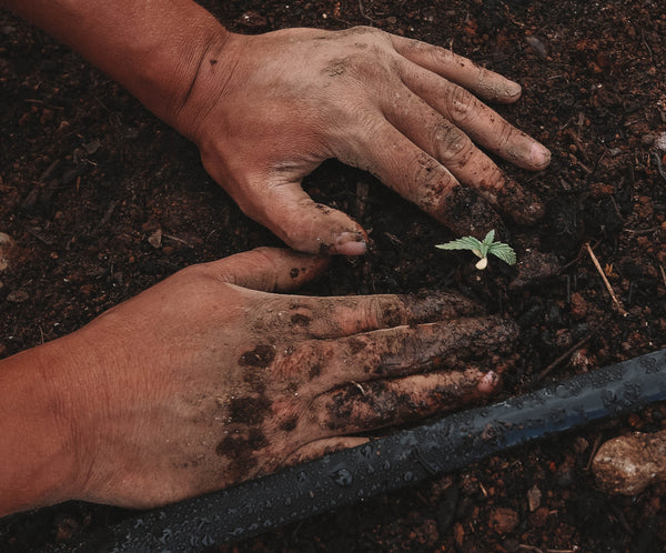Hands planting organic cannabis