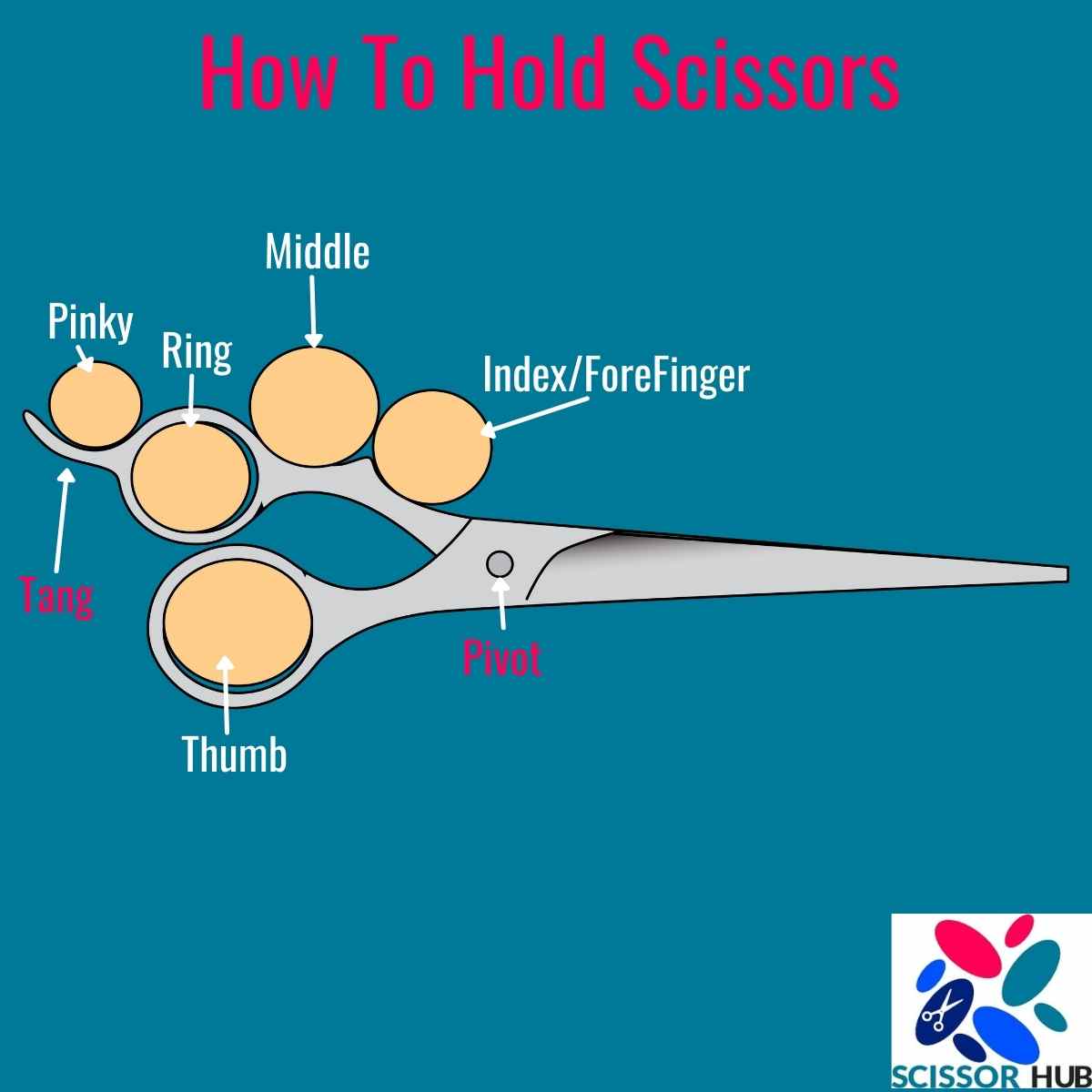 An image showing you how to hold your hairdressing scissors with a Western Grip 
