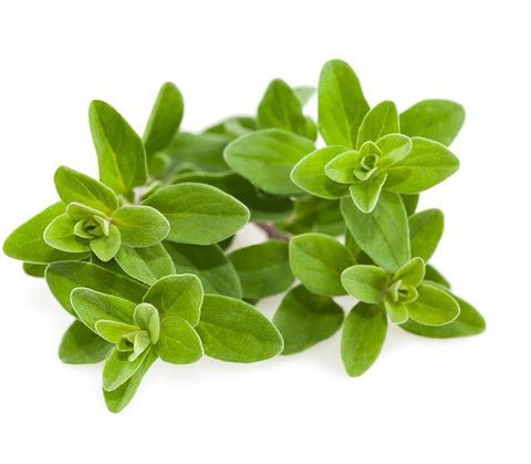 Closeup of Marjoram against a white background.