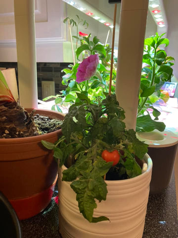 Indoor tomato plant.