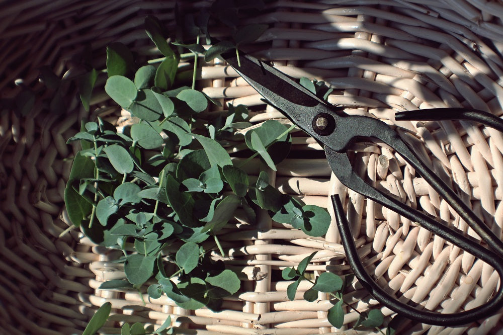 Trimmed plants and herb shears in a basket.