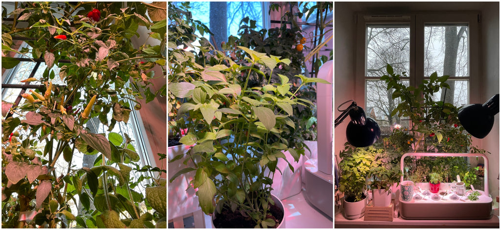 Indoor gardening plant collage.