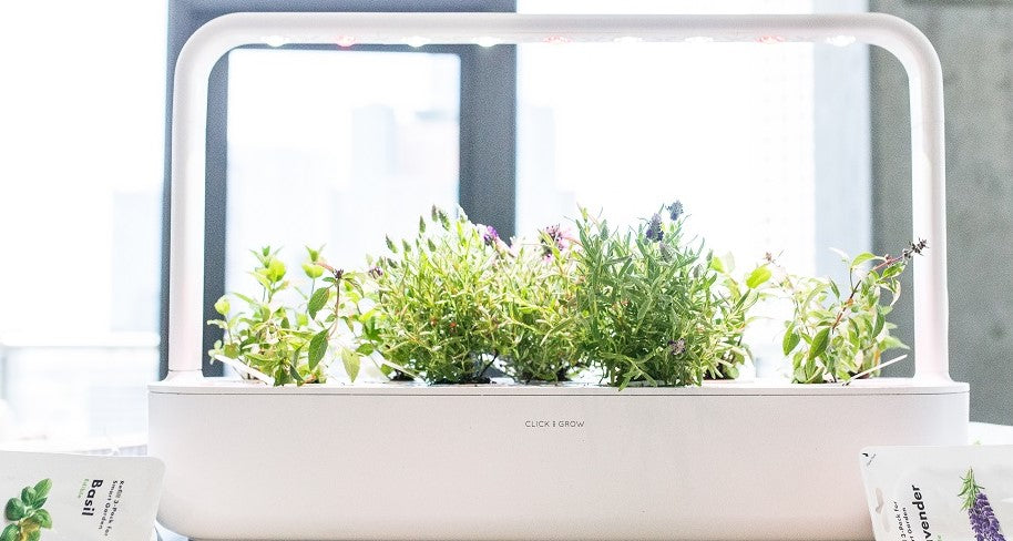 Click and Grow Smart Garden 9 in an office.