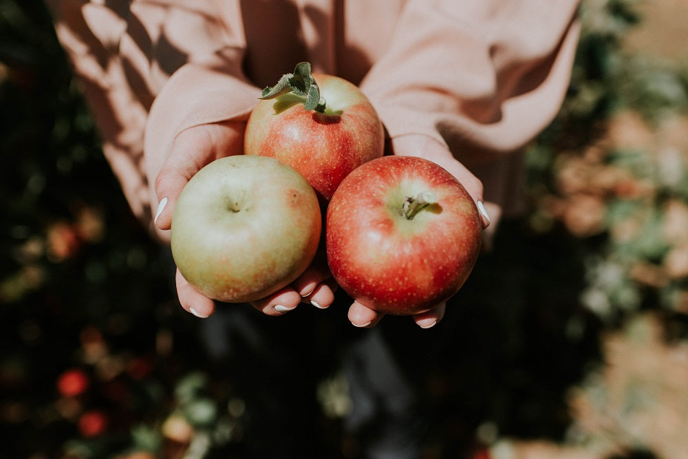 Closeup of freshly picked apples held in hands.
