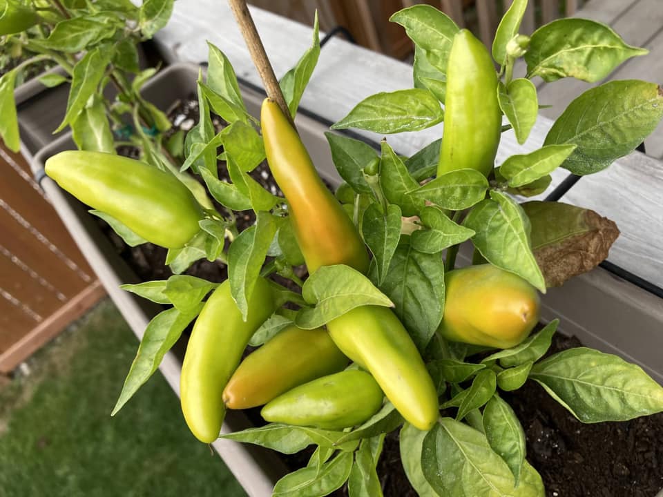 Closeup of a chili pepper plant.