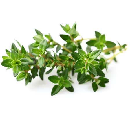 Closeup of thyme against a white background.