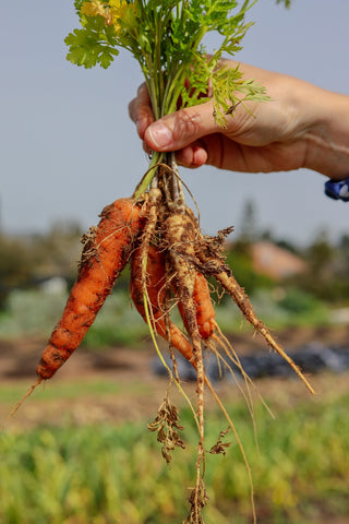Freshly harvested carrots.
