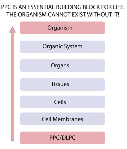 Phosphatidylcholine PPC Cell Membrane Building Blocks