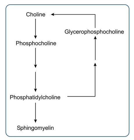 Glycerophosphocholine GPC Metabolic Pathway Nutrasal